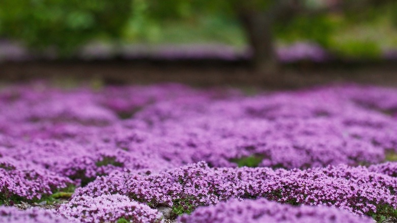 Creeping thyme covers a garden