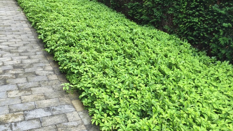 A garden is lined with pachysandra