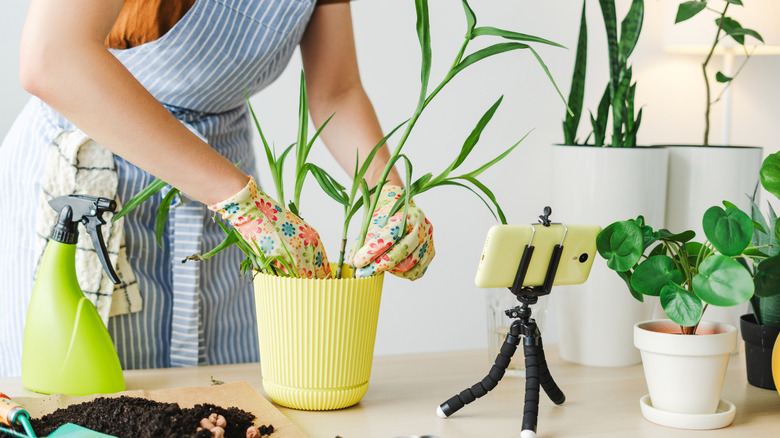 Gardener wearing an apron is repotting a plant and filming the process with her smartphone