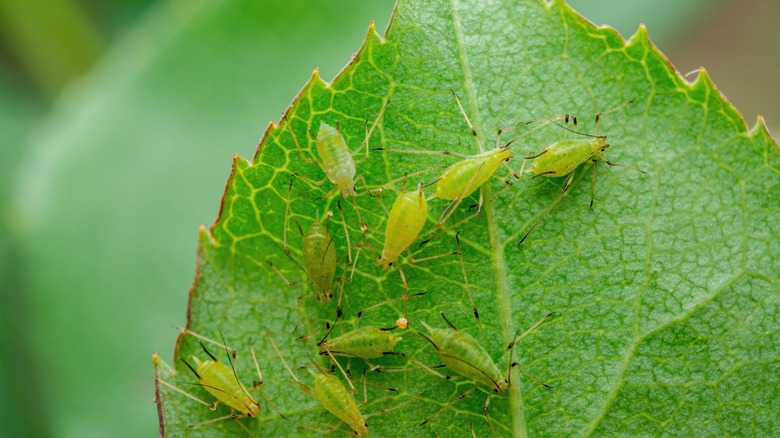 aphids on plant