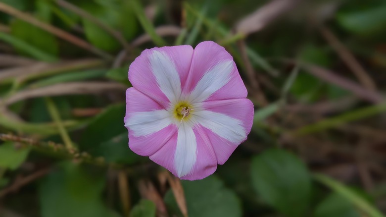 pink and white bindweed flower