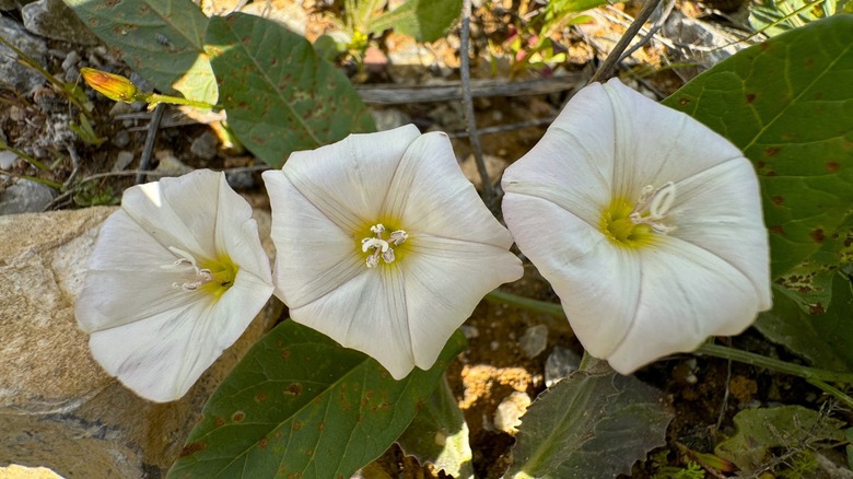 flowering field bindweed