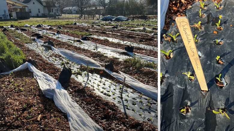 Vegetable garden with biodegradable mulch used for weed suppression