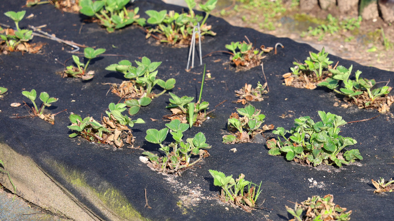 Strawberries growing with black landscaping fabric