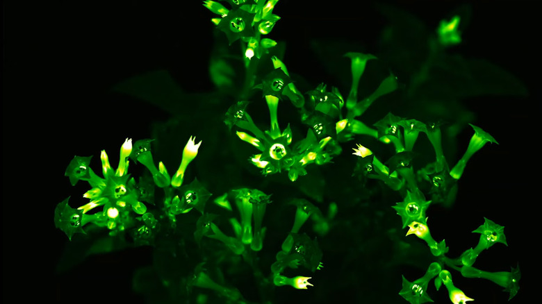 Glow in the dark flowers