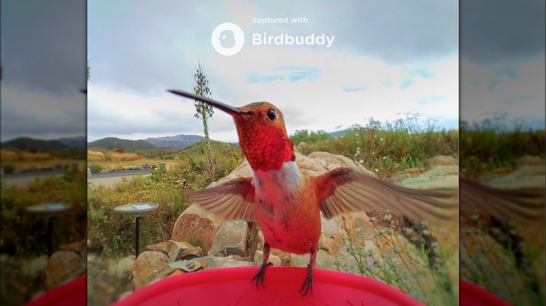 Hummingbird photo captured by Bird Buddy