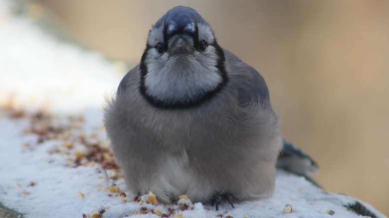 Bird photo by smart feeder