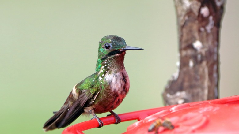 Hummingbird on feeder