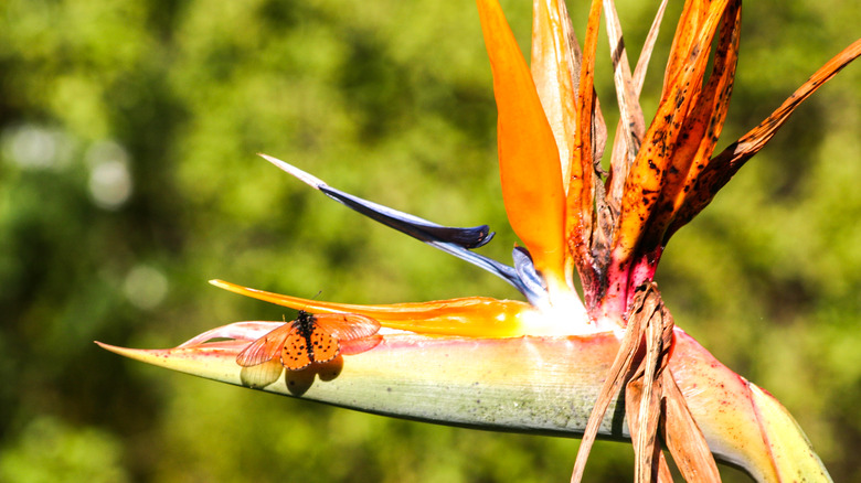 Diseased bird of paradise bloom