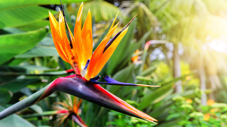 Bird of paradise bloom up close