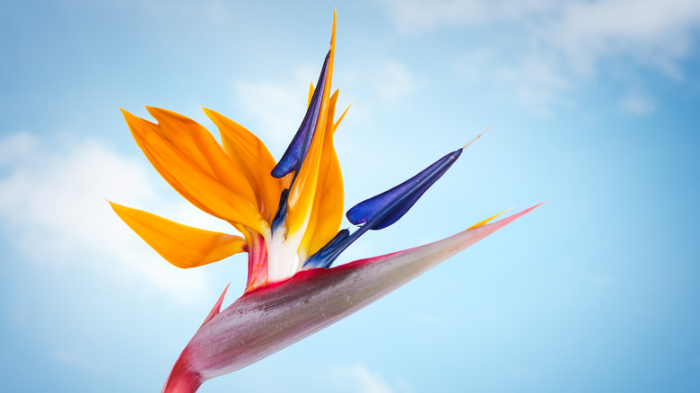 Large bird of paradise bloom