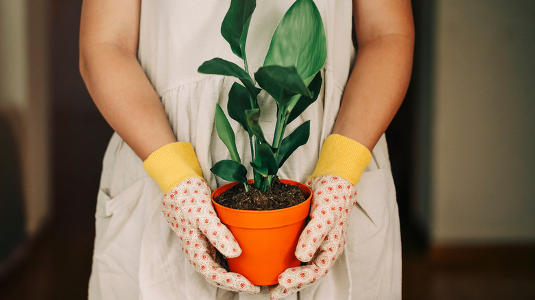 Woman holding potted bird of paradise