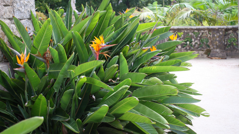 Bird of paradise in garden