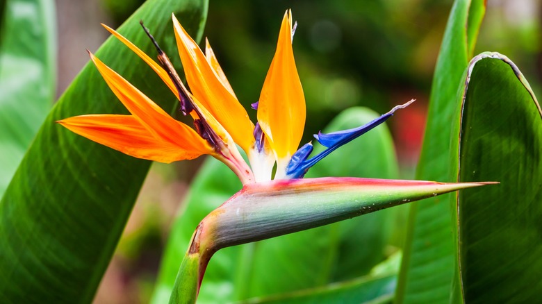 Bird of Paradise Plant: A Beautiful Plant with Low Human Toxicity