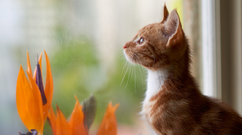 Cat looking at bird of paradise