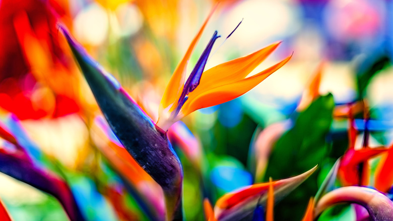 Bird of paradise blooms 