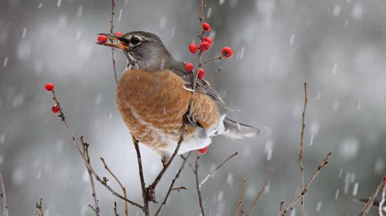 bird eating winterberry during snowstorm