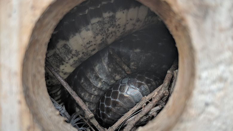 snake in birdhouse