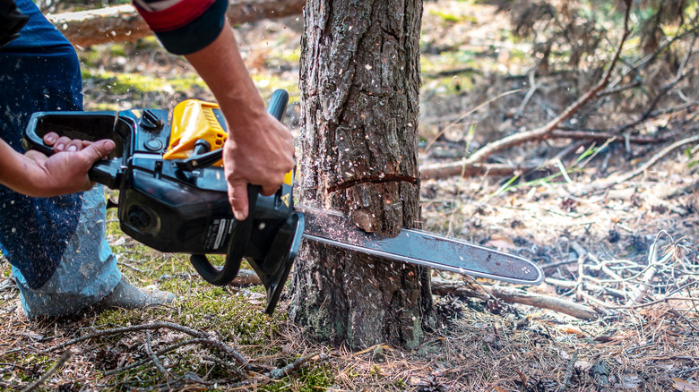 person cutting tree with chainsaw