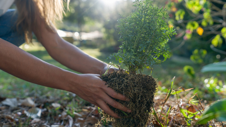 woman planting a berry bush