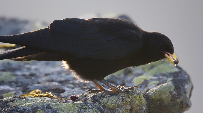 bird eating small black berry