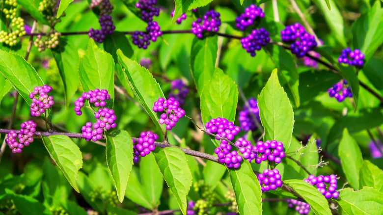 american beautyberry with rich purple berries