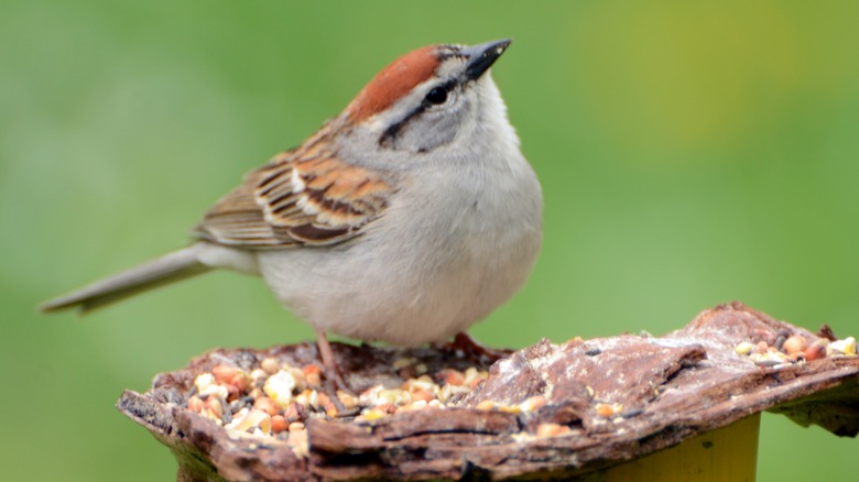 sparrow eating seeds on platform