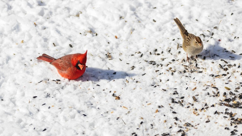 birds eating on snowy ground