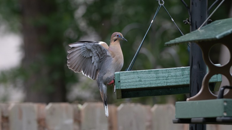 dove landing on platform feeder