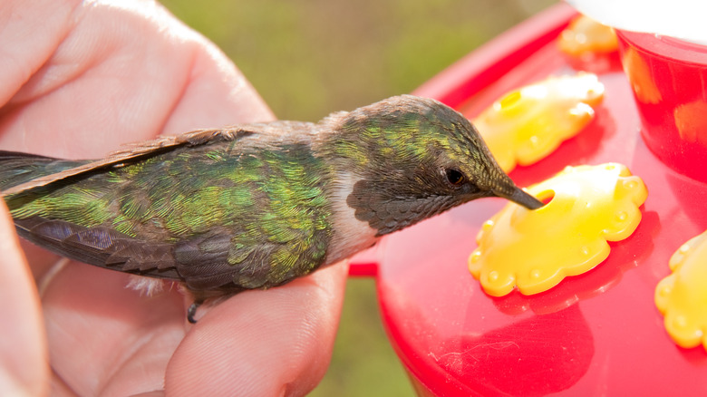 woman holding hummingbird up to feeder