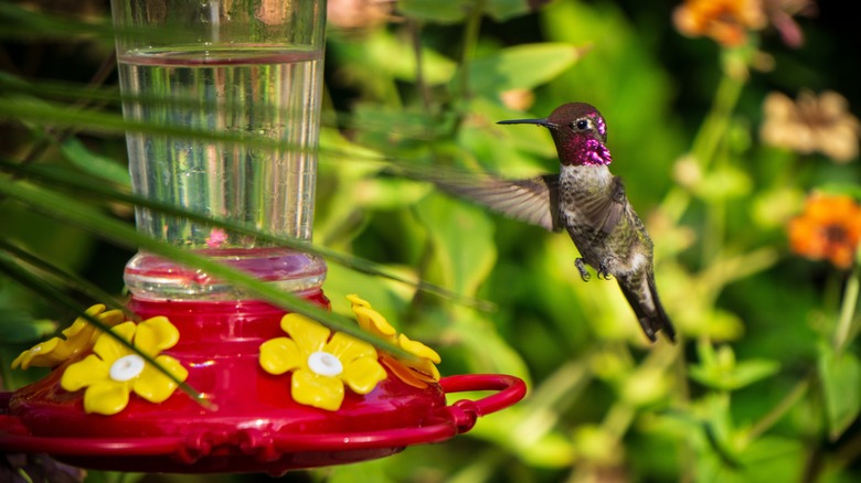 hummingbird near feeder