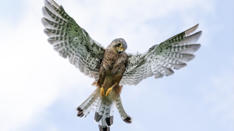 american kestral diving while hunting