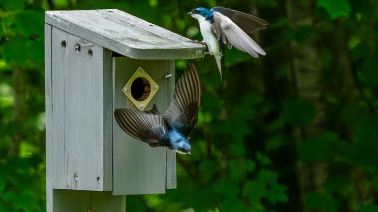 Tree swallow on nesting box