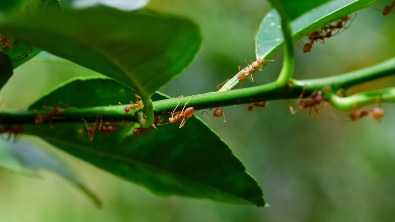 Ants on garden plant