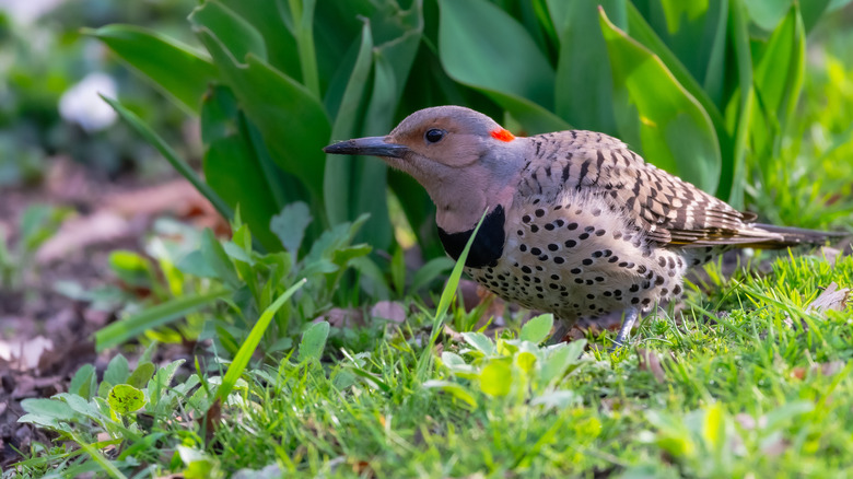 Northern Flicker woodpecker in grass