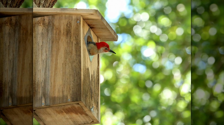 Woodpecker inside roost box