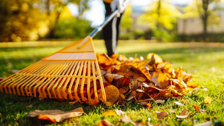 Raking leaves in fall