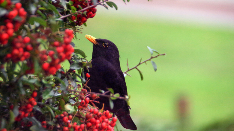 Bird looking at red berries