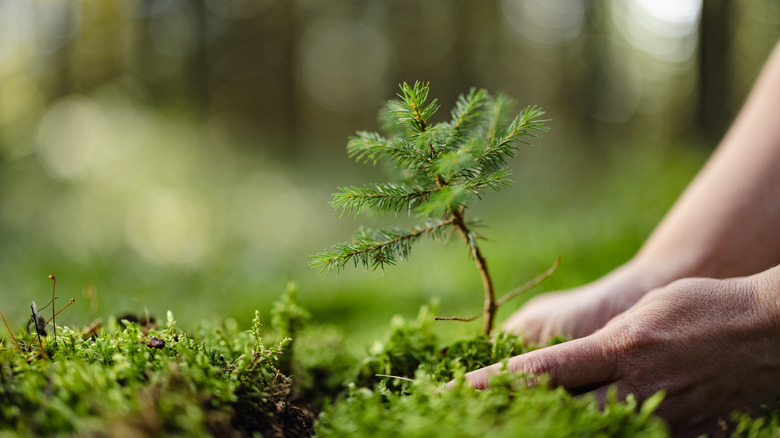 Planting fir tree