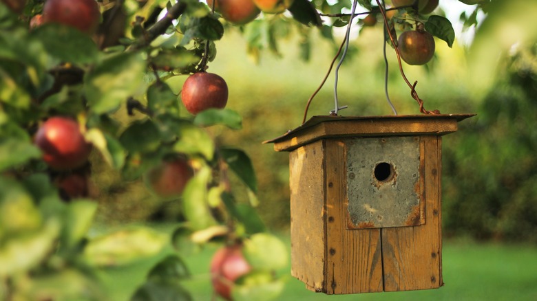Birdhouse hanging from apple tree