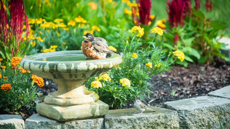 Robin in bird bath