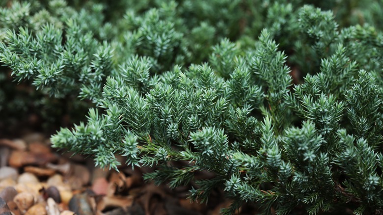 Creeping juniper shrub