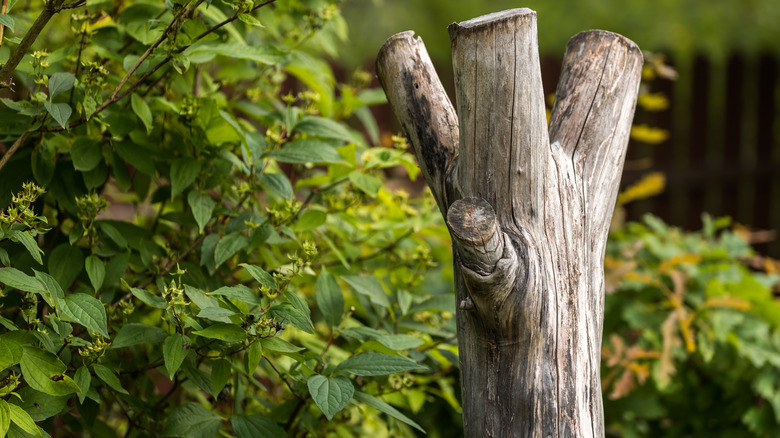 Dry tree stump in garden