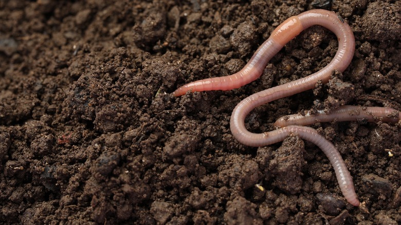 Earthworms in soil