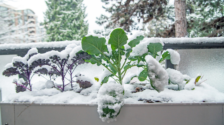 Snowfall on leafy greens and kale growing in garden