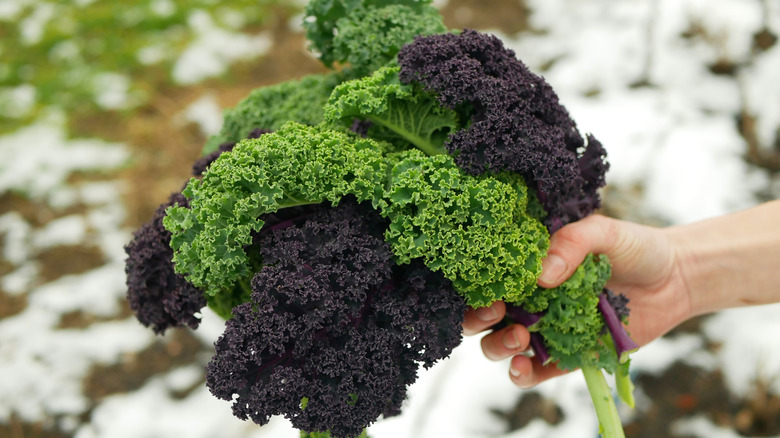 Leafy green vegetable with purple veins and dew drops