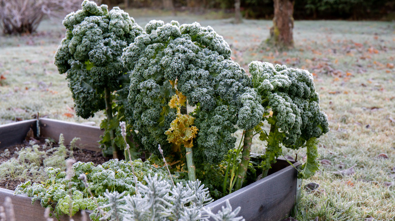 Kale covered in frost in winter in raised garden bed