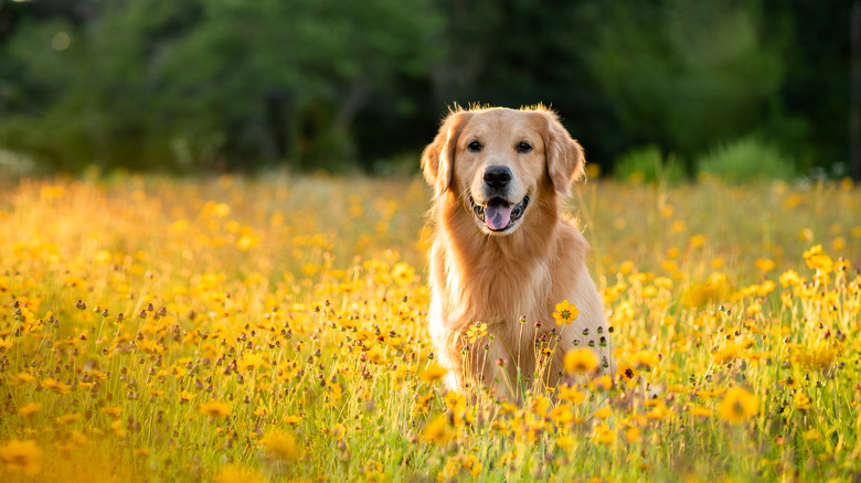 Dog with black-eyed Susans