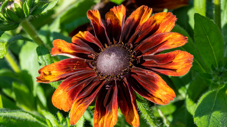 Rudbeckia hirta cappuccino blossom