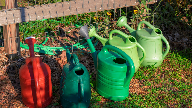 Watering cans in garden